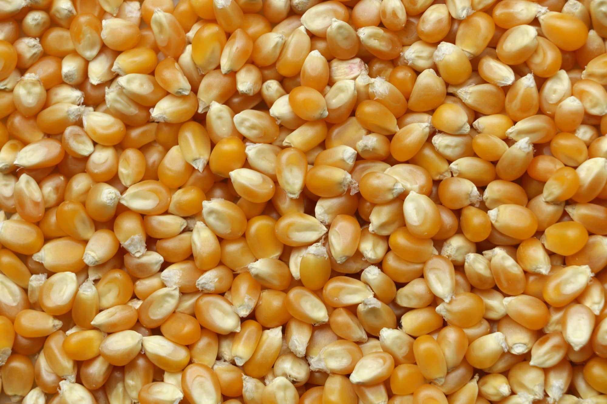 Maize field at harvest